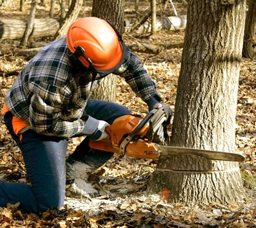 Tree Removal in Clinton, OK